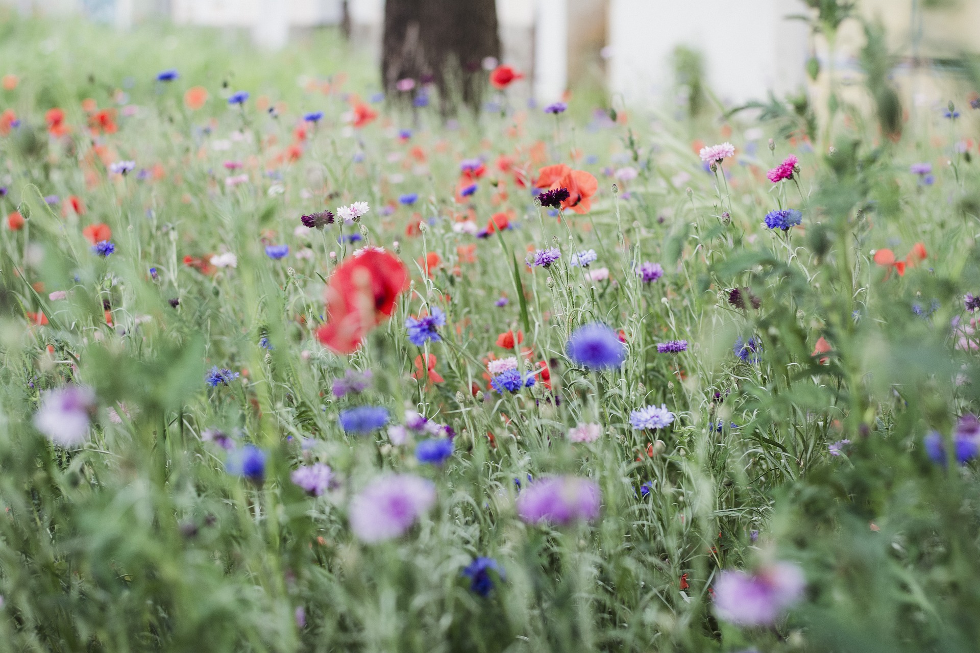 Espaces verts : Préservons-les  pour la biodiversité !