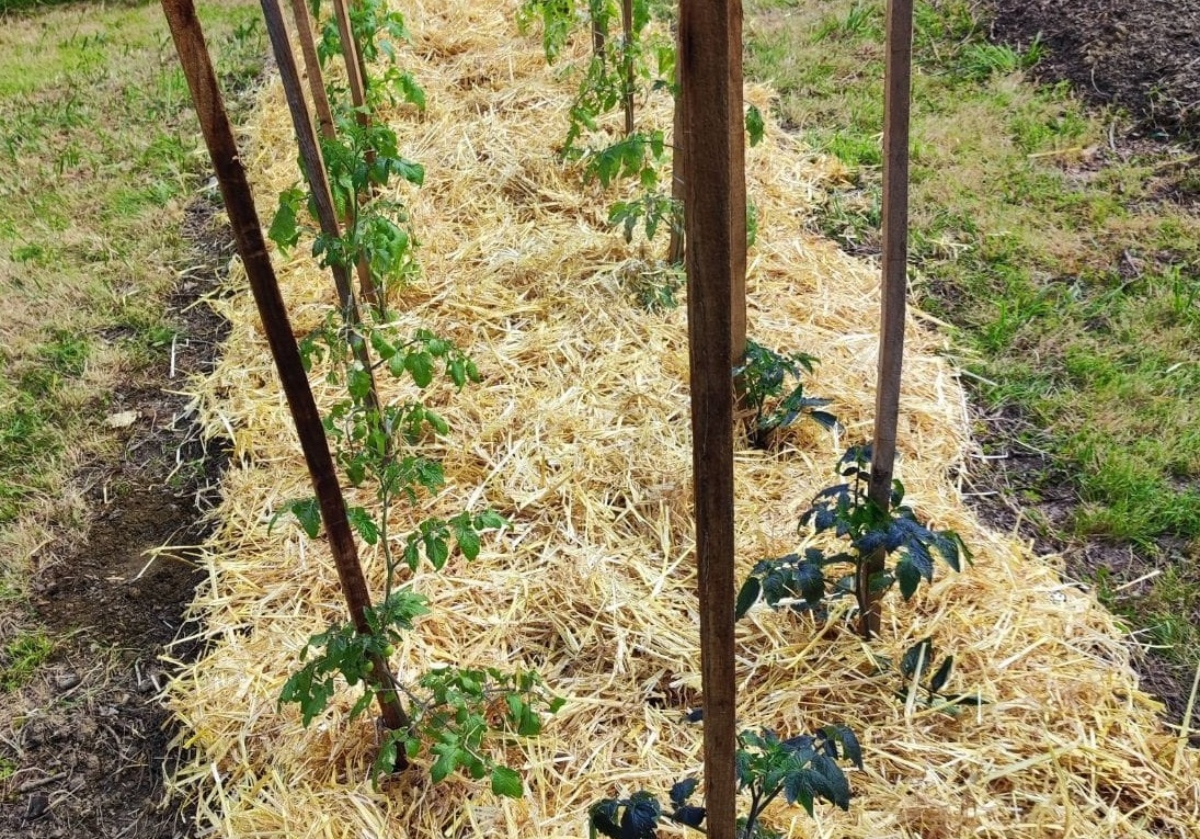 Ca pousse bien dans notre potager partagé ! Vivement les récoltes !