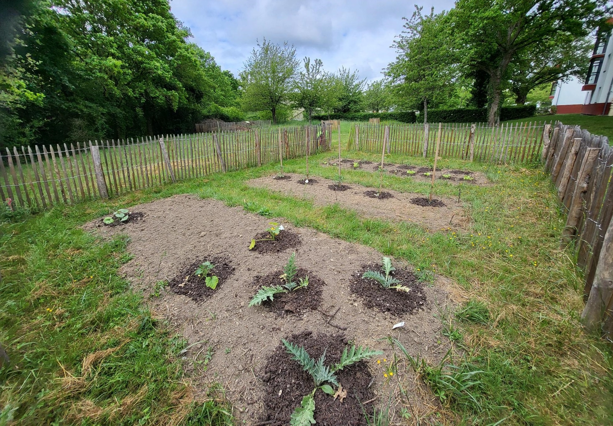 En mai, on prépare les plants au potager partagé